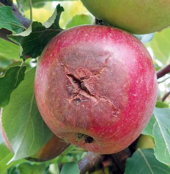 Parastā augļu puve kraupja bojājuma vietā.