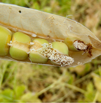 Zirņu tinēja kāpuru bojāti graudi.