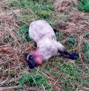 Balvu pusē vilki iekļuvuši aplokā un saplosījuši 34 jērus.