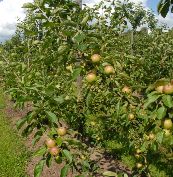 Augļu dārzs (ilustratīvs attēls).