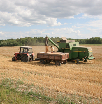 Labības novākšana Kurzemes pusē.