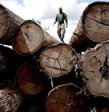 Brazīlijas Vides un atjaunojamo dabas resursu institūta aģents Paras štatā apskata Amazones lietus mežos nelikumīgi nocirstos kokus.