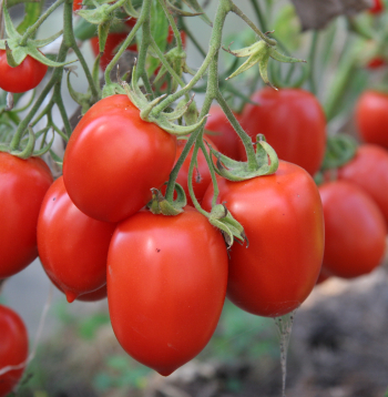 Tomāti. Ilustratīvs attēls.