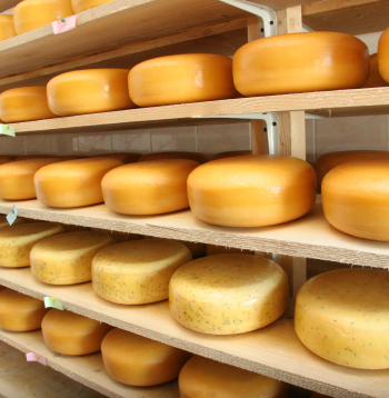 Siers. Ilustratīvs attēls.