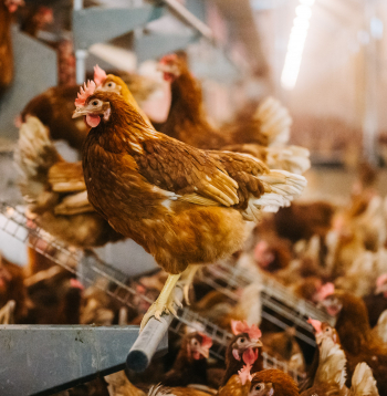 Vistas. Ilustratīvs attēls.