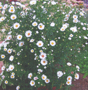 Jaunbeļģijas ziemastere "Magic White'. 