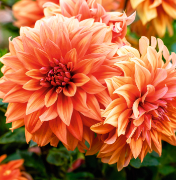 Dālijām šis ir izcils gads. Gada sākums ar aukstuma un sausuma viļņiem bija grūts, bet tagad ir pārsteidzoša krāsu un formu eksplozija – viss zied, pat ļoti kaprīzās šķirnes.