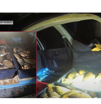 Babītes ezerā aizturēts maluzvejnieks ar 96 kilogramiem zivju.