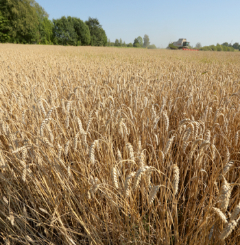 Ziemas kviešu lauks.