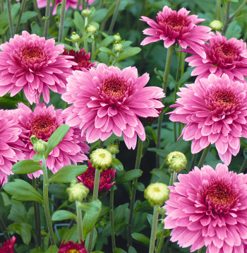 Visas mārtiņrozes zied rudenī, jo tās ziedēt rosina garākās naktis.