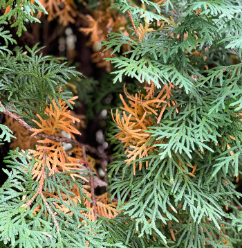 Tūjas dzeltēšana.