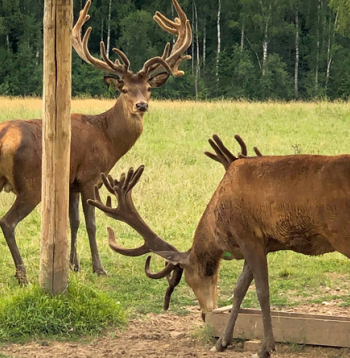 Jauni izcili staltbrieži ar vēl nepārkaulotiem ragiem (pantiem). Mīkstos ragus vislabāk iegūt no jauniem, trīs gadus veciem dzīvniekiem, kamēr ragu kronis vēl nav atvēries. Attēlā piecus gadus veci dzīvnieki.