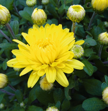 Dzeltenās krizantēmas.