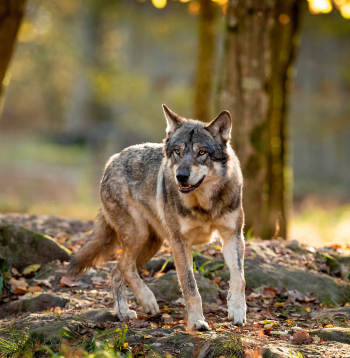 Vilki kļūst arvien pārdrošāki. Vilki kļūst arvien pārdrošāki.