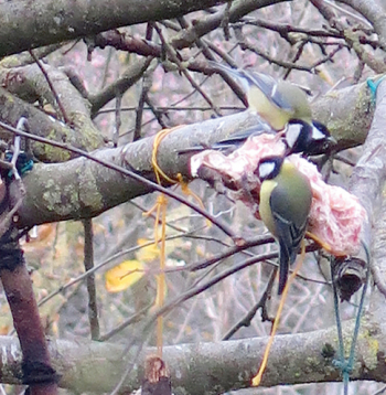 Ilustratīvs attēls.