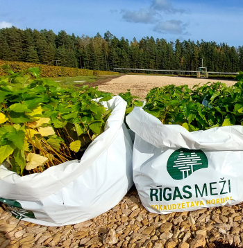 "Rīgas meži" pievienojušies Eiropas iniciatīvai par trīs miljardu koku iestādīšanu. Attēlā - bērzu stādi Tīreļu mežniecībā.