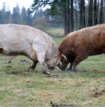 Ilustratīvs attēls.