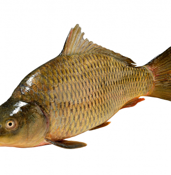 Zivis ir lielisks olbaltumvielu, mikroelementu, vitamīnu, omega-3 taukskābju avots.