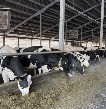 Pēc 30 gadu smaga darba gandrīz bez brīvdienām zemnieku saimniecības"Caunītes" izveidotāji Ilze un Aldis Zilveri atzīst, ka šobrīd ir uz "pareizā ceļa": "Raugoties no piena realizācijas puses, esam izdarījuši visu, lai saimniecība dotu labākos rezultātus. Tagad vēl jāstrādā pie saimniecības iekšējiem darbiem, lai tā būtu vēl efektīvāka!"