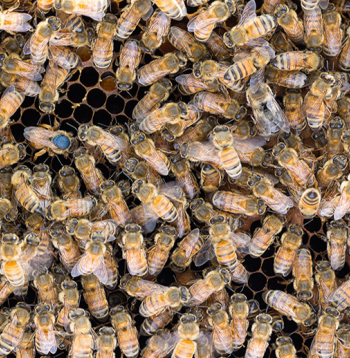 Iesācējam biškopim nevajadzētu izvēlēties bites, kurām ir pārāk strauja attīstība – nedodot gana daudz darba, tās sāks spietot. 