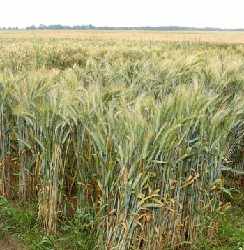 Tritikāles lauks. Tritikāle - labības augs, kas izveidots, krustojot kviešus (Triticum) un rudzus (Secale).