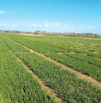 Ziemas kviešu izmēģinājuma lauks. Ziemas kviešu izmēģinājuma lauks.