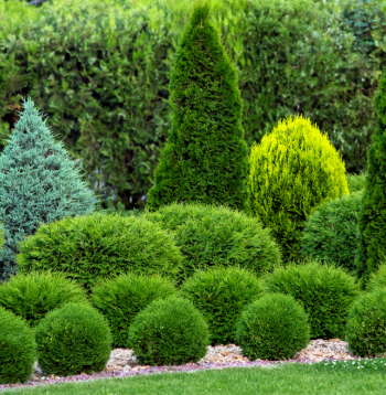 Skuju kokaugu dārzā
var panākt izteiksmīgas formas un krāsas, lakoniskas kompozīcijas un, protams, zaļu dārza rotu visa gada garumā 