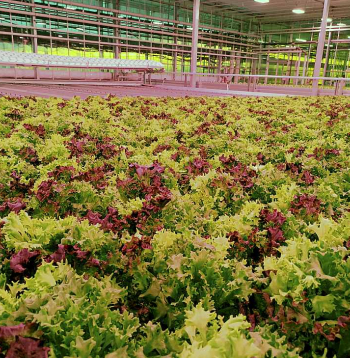 "Maxima" ir pirmais mazumtirdzniecības tīkls Latvijā, kur pārdošanā nonākuši dārzeņu audzētāja "Mārupes siltumnīcas" audzētie lapu salāti. Tos sēj un audzē kūdras substrātā, neizmantojot podiņus no plastmasas. Īsais piegādes ceļš no siltumnīcas līdz veikaliem Latvijā garantē lapu salātu svaigumu un kvalitāti.