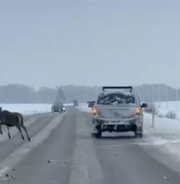 Nofilmē, kā no braucoša auto šauj briežus.