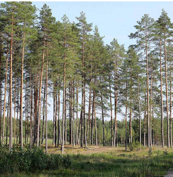 Meža nozare aizdomājusies, kā pārvērst Latvijas zaļo zeltu vērtīgākos produktos nekā līdz šim. Vietas uzlabojumiem – cik uziet.