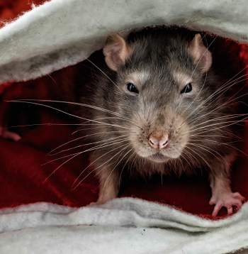 Ilustratīvs attēls.