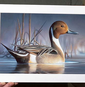 2024./2025. gada sezonas "Federal Duck Stamp" konkurss par attēlu, kas būs redzams uz gaidāmās medību sezonas markas, aizvadīts jau pagājušā gada septembrī. Tajā uzvarējis mākslinieks Čaks Bleks, kas eļļas glezniecības tehnikā uzgleznojis garkakli.