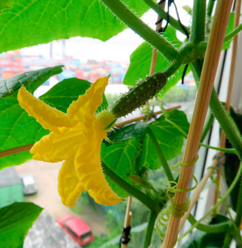 Gurķus agri pavasarī var izaudzēt arī uz palodzes istabā, tikai jāizvēlas gaismas mazprasīgas šķirnes.
