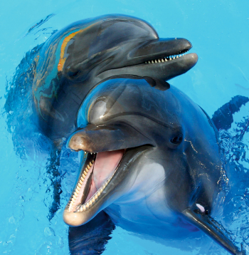 Delfīniem, tāpat kā cilvēkiem, ir plašs emociju diapazons, tai skaitā laba humora izjūta.