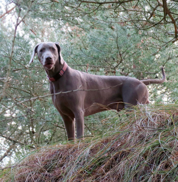 Pašpārliecība aug kopā ar suni – gada vecumā viņš jau var sākt skriet tālāk mežā, tāpēc der iegādāties GPS izsekošanas sistēmu.