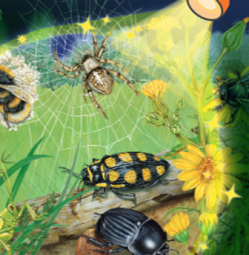 Grāmata bērniem “Grāmata ar lukturīti: Kukaiņi un zirnekļi”.