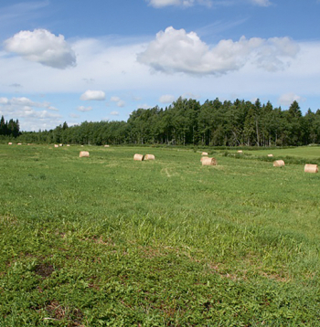 Lielu daļu kūdrāju augsnes Latvijā aizņem zālāji.