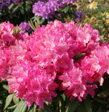 Ziedošs rododendrs.