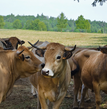 Dzīvsvars Aubraku šķirnes govīm ir 550–800, bet buļļiem 900–1200 kilogramu.