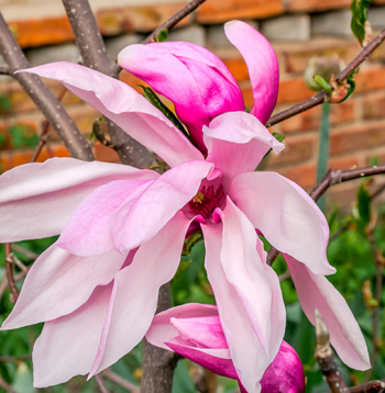 Magnolijas 'Susan' zieds.