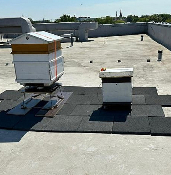 Jelgavas Tehnoloģiju vidusskola uzsākusi biškopības projekta realizāciju.