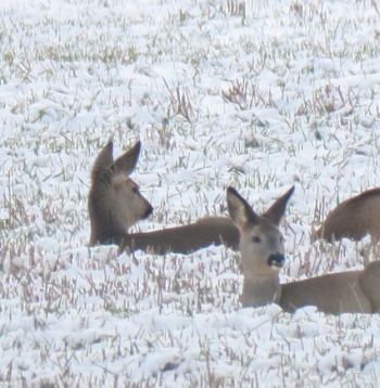 Novembra otrajā pusē stirnas jau pulcējas baros. Novembra otrajā pusē stirnas jau pulcējas baros.