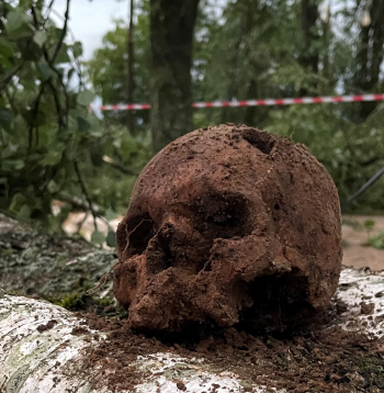 Bauskas pilskalnā atrastais cilvēka galvaskauss pēc 11. jūlija vētras.