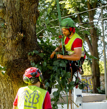 Arborists.