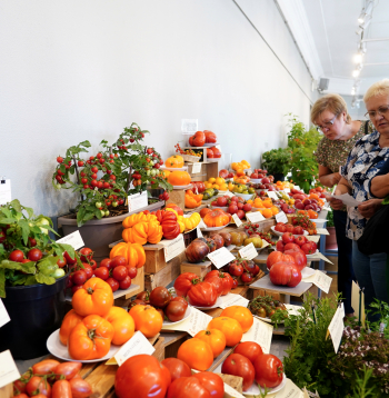 Izstāde Dabas muzejā "Tomāti un garšaugi 2024".