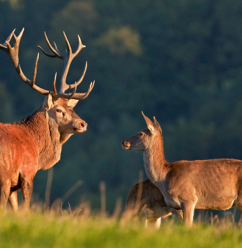 Staltbriežu kāzu laiks.