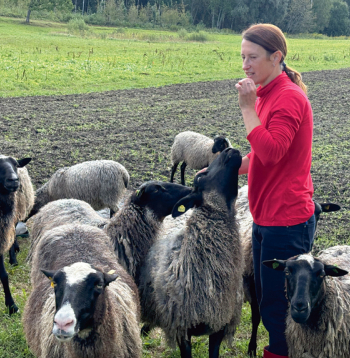 Saimniece Svetlana Miķelsone uzsver, ka Romanovas tīršķirnes dzīvnieku populācija Latvijā ir maza, tāpēc ir jādara viss iespējamais, lai varētu uz vietas iespējami vairāk saglabāt vietējās līnijas.