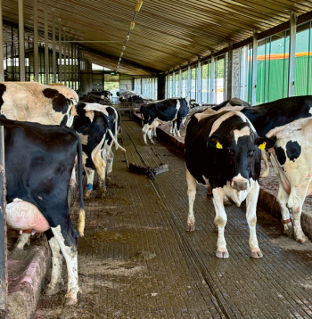 Holšteinas melnraibās šķirnes govis.