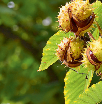 Rudens laiks.
