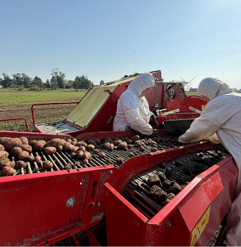 Agroresursu un ekonomikas institūta darbinieces kartupeļu novākšanā ar “Grimme” vienrindas kartupeļu kombainu.